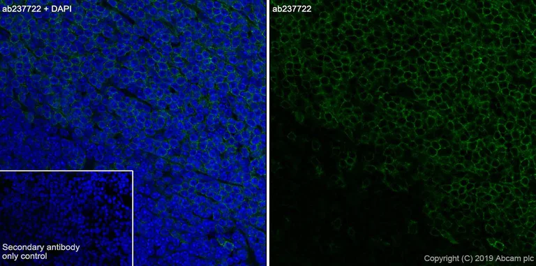 Immunohistochemistry (Frozen sections) - Anti-CD4 antibody [CAL4] - BSA and Azide free (AB251608)