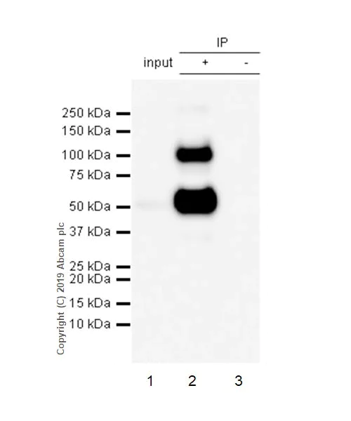 Immunoprecipitation - Anti-CD4 antibody [CAL4] - BSA and Azide free (AB251608)