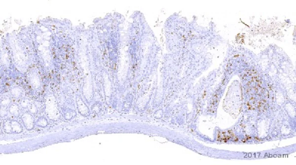 Immunohistochemistry (Formalin/PFA-fixed paraffin-embedded sections) - Anti-CD4 antibody [EPR19514] - BSA and Azide free (AB271945)