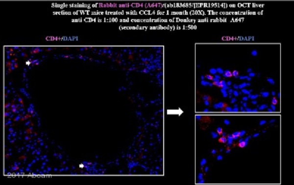 Immunohistochemistry (Frozen sections) - Anti-CD4 antibody [EPR19514] - BSA and Azide free (ab271945), expandable thumbnail