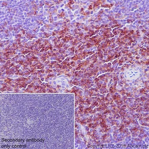 Immunohistochemistry (Formalin/PFA-fixed paraffin-embedded sections) - Anti-CD4 antibody [EPR19514] - Low endotoxin, Azide free (AB221775)