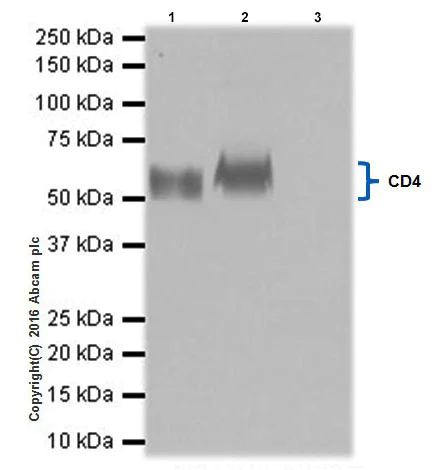 Immunoprecipitation - Anti-CD4 antibody [EPR19514] - Low endotoxin, Azide free (AB221775)