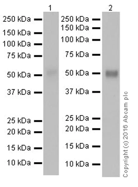 Western blot - Anti-CD4 antibody [EPR19533] (AB183686)