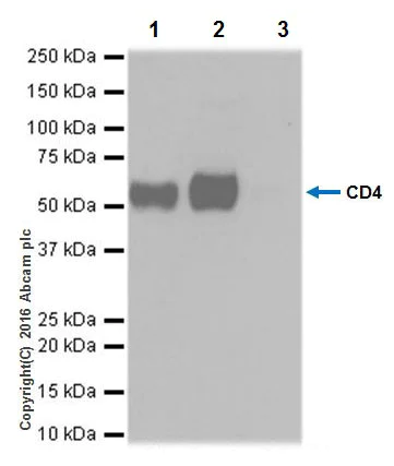 Immunoprecipitation - Anti-CD4 antibody [EPR20122] - BSA and Azide free (AB251480)