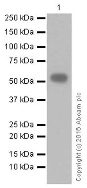 Western blot - Anti-CD4 antibody [EPR20122] - BSA and Azide free (AB251480)