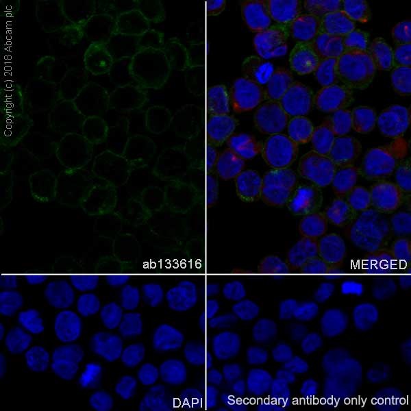 Immunocytochemistry/ Immunofluorescence - Anti-CD4 antibody [EPR6855] (ab133616), expandable thumbnail