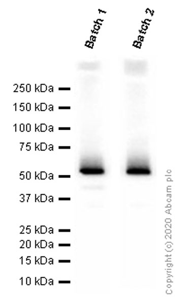 Western blot - Anti-CD4 antibody [EPR6855] (ab133616), expandable thumbnail