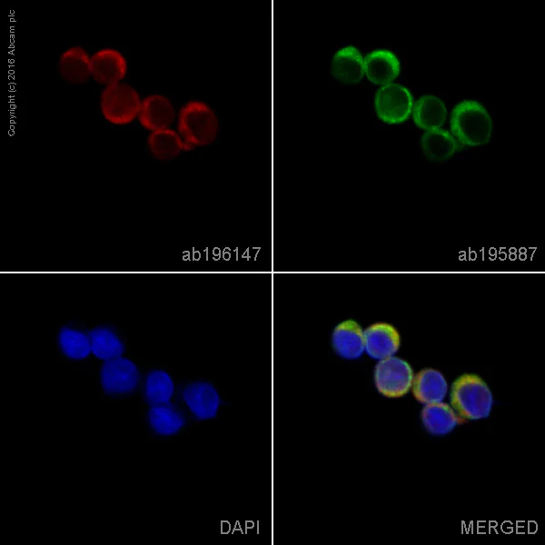 Immunocytochemistry/ Immunofluorescence - Anti-CD4 antibody [EPR6855] - BSA and Azide free (AB181724)