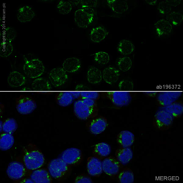 Immunocytochemistry/ Immunofluorescence - Anti-CD4 antibody [EPR6855] - BSA and Azide free (AB181724)