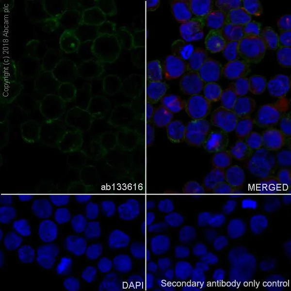 Immunocytochemistry/ Immunofluorescence - Anti-CD4 antibody [EPR6855] - BSA and Azide free (AB181724)
