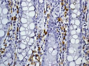 Immunohistochemistry (Formalin/PFA-fixed paraffin-embedded sections) - Anti-CD4 antibody [EPR6855] - BSA and Azide free (AB181724)