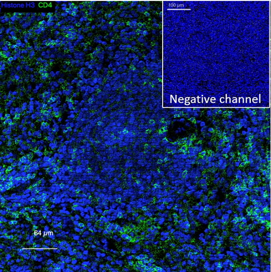 Mass Cytometry - Anti-CD4 antibody [EPR6855] - BSA and Azide free (AB181724)