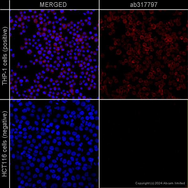 Immunocytochemistry/ Immunofluorescence - Anti-CD4 antibody [EPR6855]  – Mouse IgG1 (Chimeric) – BSA and Azide Free (AB317797), expandable thumbnail