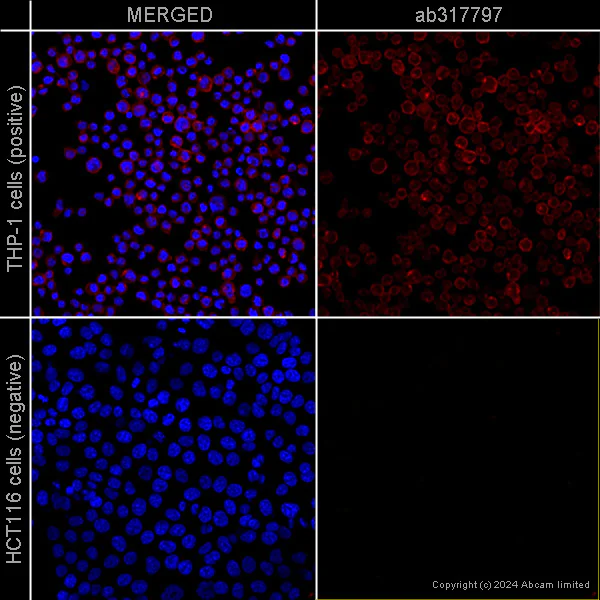 Immunocytochemistry/ Immunofluorescence - Anti-CD4 antibody [EPR6855] – Mouse IgG1 (Chimeric) – BSA and Azide Free (AB317797)