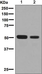 Western blot - Anti-CD4 antibody [EPR7276] - BSA and Azide free (AB248580)