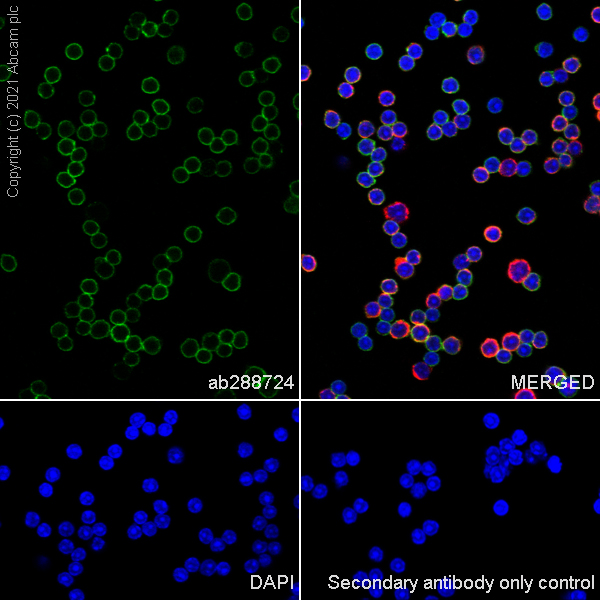 Immunocytochemistry/ Immunofluorescence - Anti-CD4 antibody [RM1013] (ab288724), expandable thumbnail