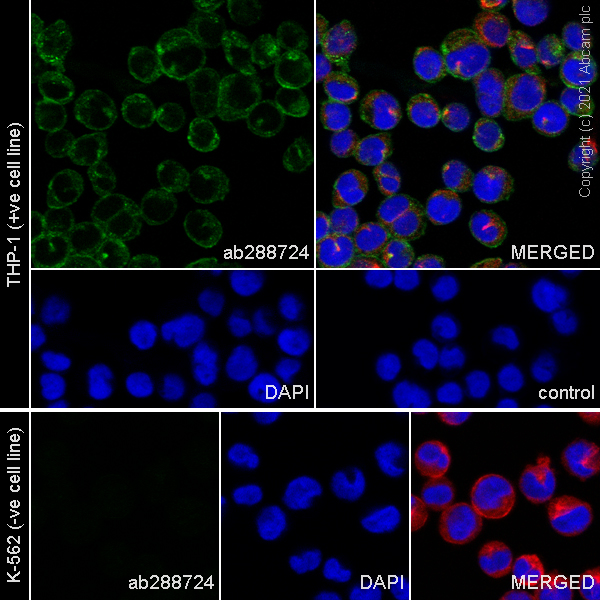 Immunocytochemistry/ Immunofluorescence - Anti-CD4 antibody [RM1013] (AB288724), expandable thumbnail