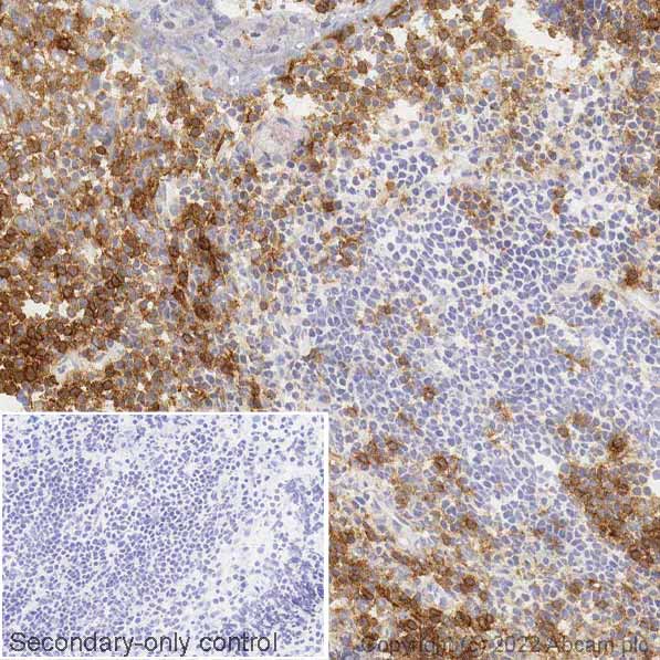 Immunohistochemistry (Frozen sections) - Anti-CD4 antibody [RM1013] (ab288724), expandable thumbnail