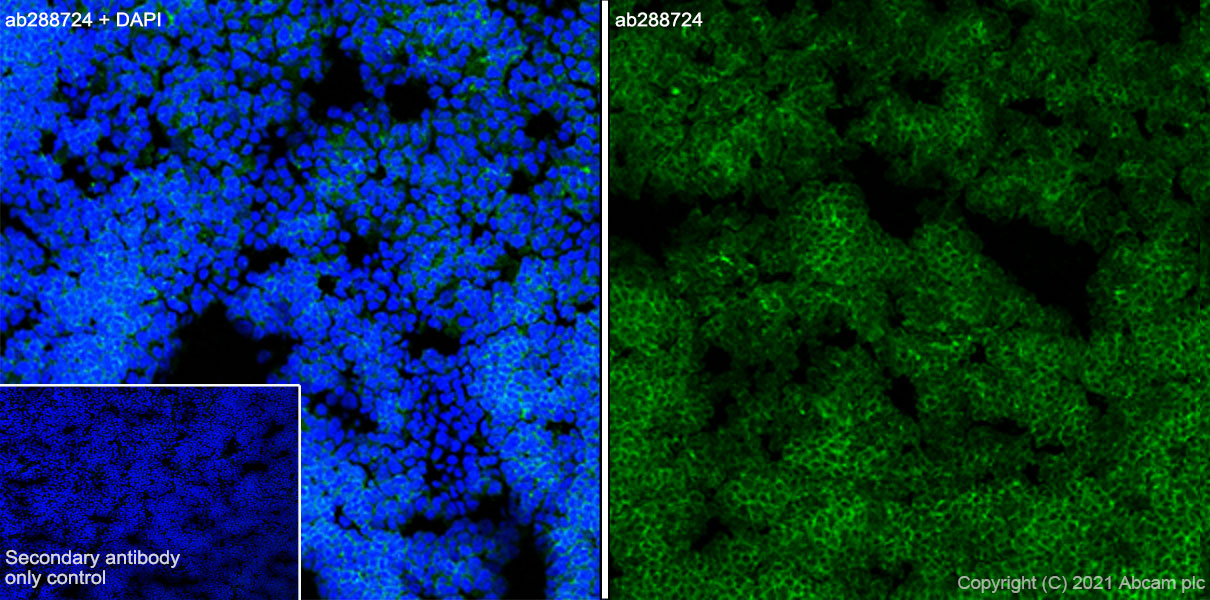 Immunohistochemistry (Frozen sections) - Anti-CD4 antibody [RM1013] (AB288724), expandable thumbnail