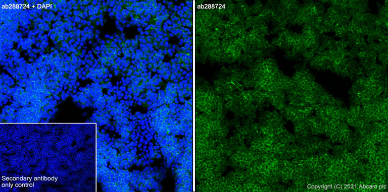 Anti-CD4 antibody [RM1013] (ab288724) | Abcam