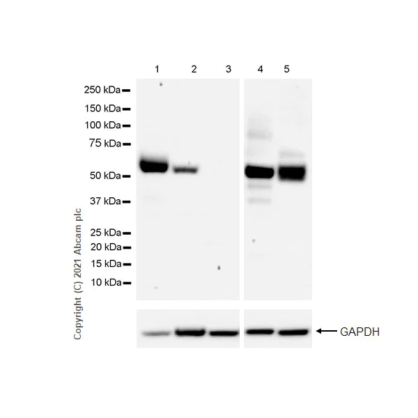 Western blot - Anti-CD4 antibody [RM1013] (AB288724)