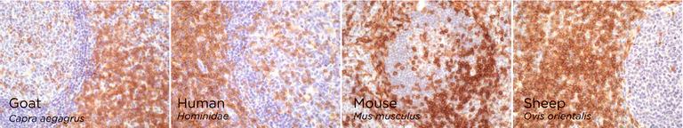 Immunohistochemistry (Formalin/PFA-fixed paraffin-embedded sections) - Anti-CD4 antibody [RM1013] - BSA and Azide free (AB288725)