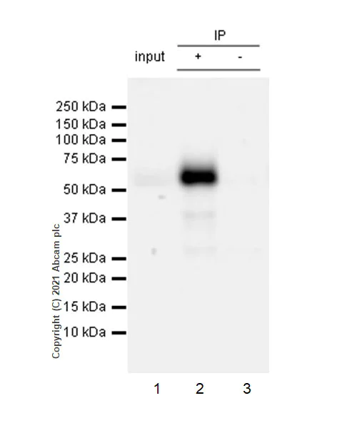 Immunoprecipitation - Anti-CD4 antibody [RM1013] - BSA and Azide free (AB288725)