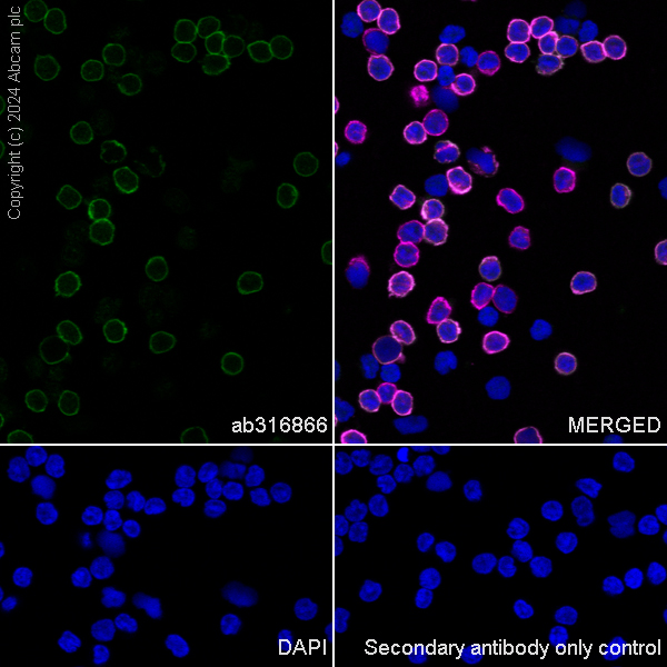 Immunocytochemistry/ Immunofluorescence - Anti-CD4 antibody [RM1136] - BSA and Azide free (AB316867), expandable thumbnail