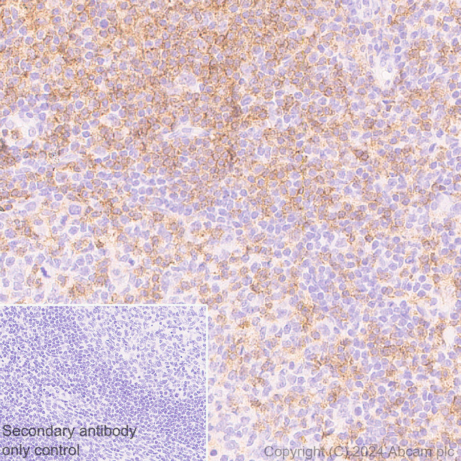 Immunohistochemistry (Formalin/PFA-fixed paraffin-embedded sections) - Anti-CD4 antibody [RM1136] - BSA and Azide free (AB316867), expandable thumbnail