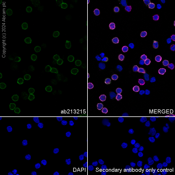 Immunocytochemistry/ Immunofluorescence - Anti-CD4 antibody [SP35] (ab213215), expandable thumbnail