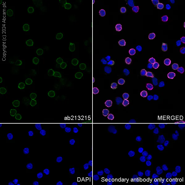 Immunocytochemistry/ Immunofluorescence - Anti-CD4 antibody [SP35] - BSA and Azide free (AB238798)