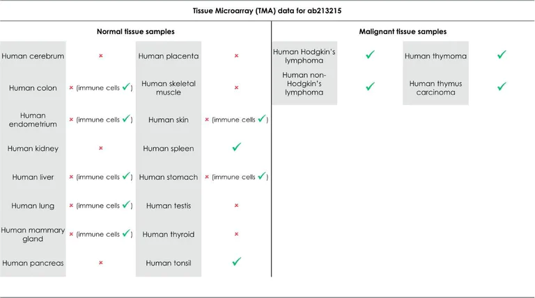 Immunohistochemistry (Formalin/PFA-fixed paraffin-embedded sections) - Anti-CD4 antibody [SP35] - BSA and Azide free (AB238798)
