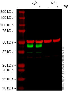 Western blot - Anti-CD40 antibody [41/CD40] (AB280207)
