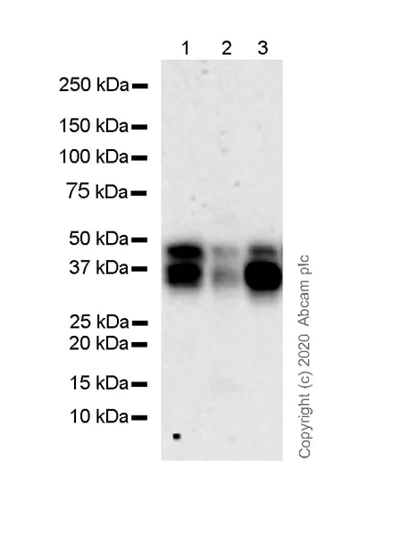 Western blot - Anti-CD40 antibody [41/CD40] (AB280207)