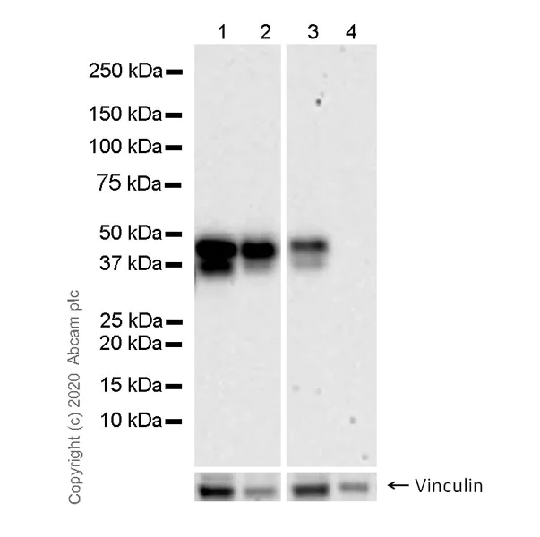Western blot - Anti-CD40 antibody [41/CD40] (AB280207)