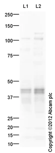 Western blot - Anti-CD40 antibody (AB113701)