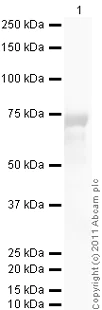 Western blot - Anti-CD40 antibody (AB13545)