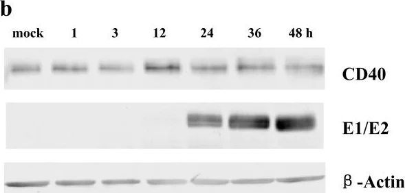 Western blot - Anti-CD40 antibody (AB13545)
