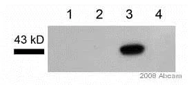 Western blot - Anti-CD40 antibody (AB13545)