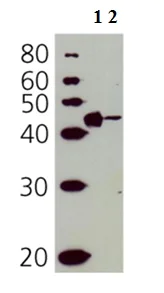 Western blot - Anti-CD40 antibody (AB13545)