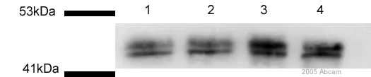 Western blot - Anti-CD40 antibody (AB13545)