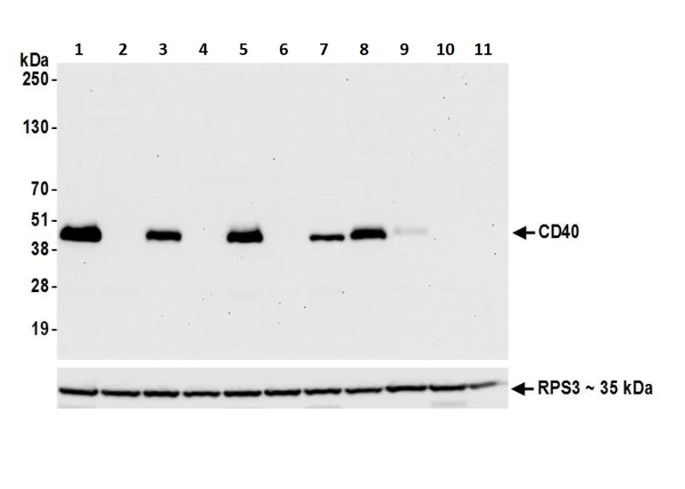 Western blot - Anti-CD40 antibody [BLR056F] (AB252557)