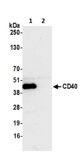 Immunoprecipitation - Anti-CD40 antibody [BLR056F] - BSA free (AB272087), expandable thumbnail
