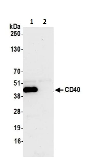 Immunoprecipitation - Anti-CD40 antibody [BLR056F] - BSA free (AB272087)