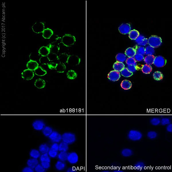Immunocytochemistry/ Immunofluorescence - Anti-CD40 antibody [EPR18005-35] (AB188181)