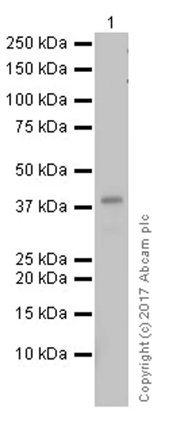 Western blot - Anti-CD40 antibody [EPR18005-35] (AB188181)