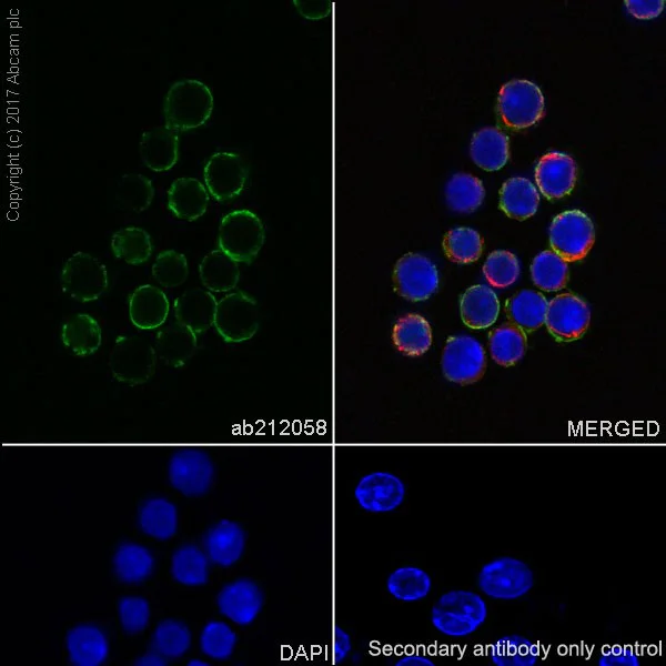 Immunocytochemistry/ Immunofluorescence - Anti-CD40 antibody [EPR18005-4] (AB212058)