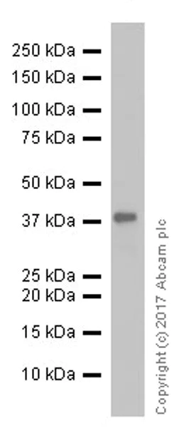 Western blot - Anti-CD40 antibody [EPR18005-4] (AB212058)