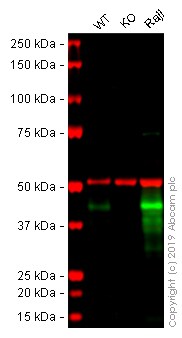 Western blot - Anti-CD40 antibody [EPR20540] - BSA and Azide free (AB271995), expandable thumbnail