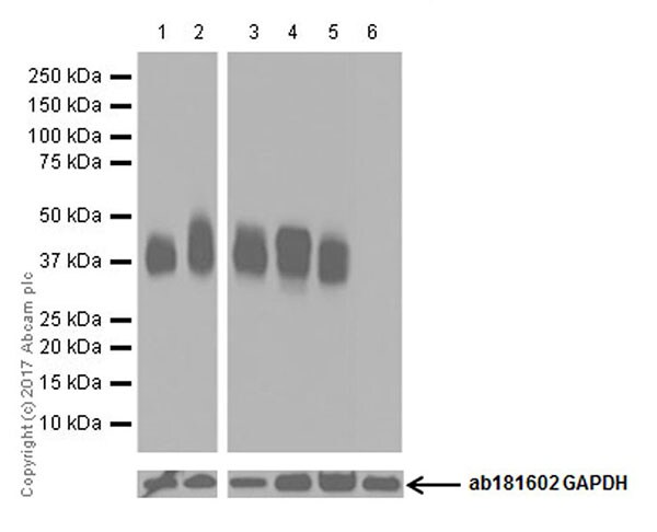 Western blot - Anti-CD40 antibody [EPR20540] - BSA and Azide free (AB271995), expandable thumbnail